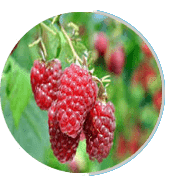 raspberry